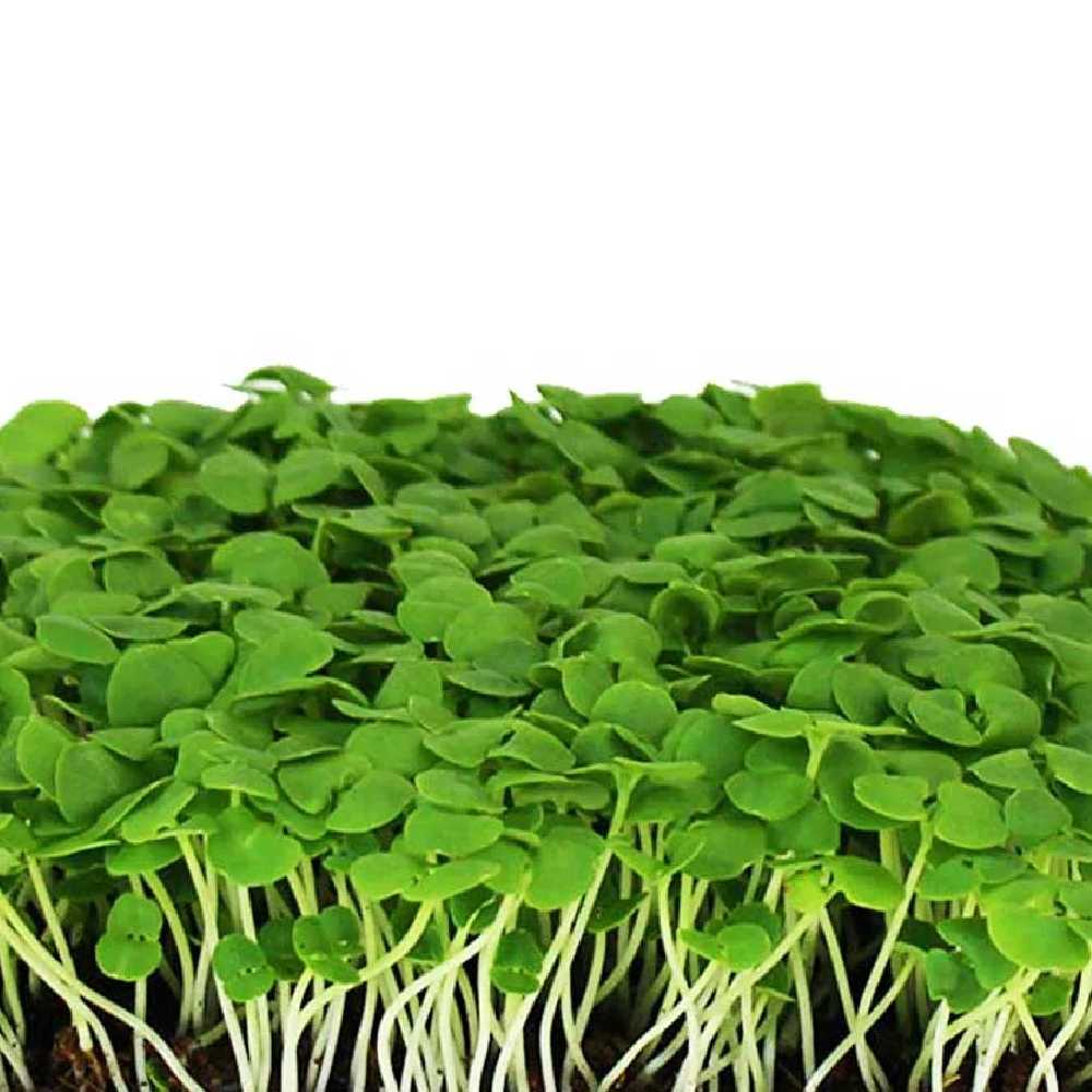 Young basil microgreens with concentrated sweet aroma, grown in indoor trays