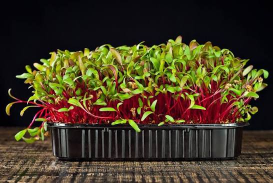 Fresh beetroot microgreens with magenta stems, grown in indoor trays