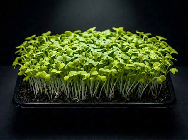 Mild bok choy microgreens grown in indoor trays