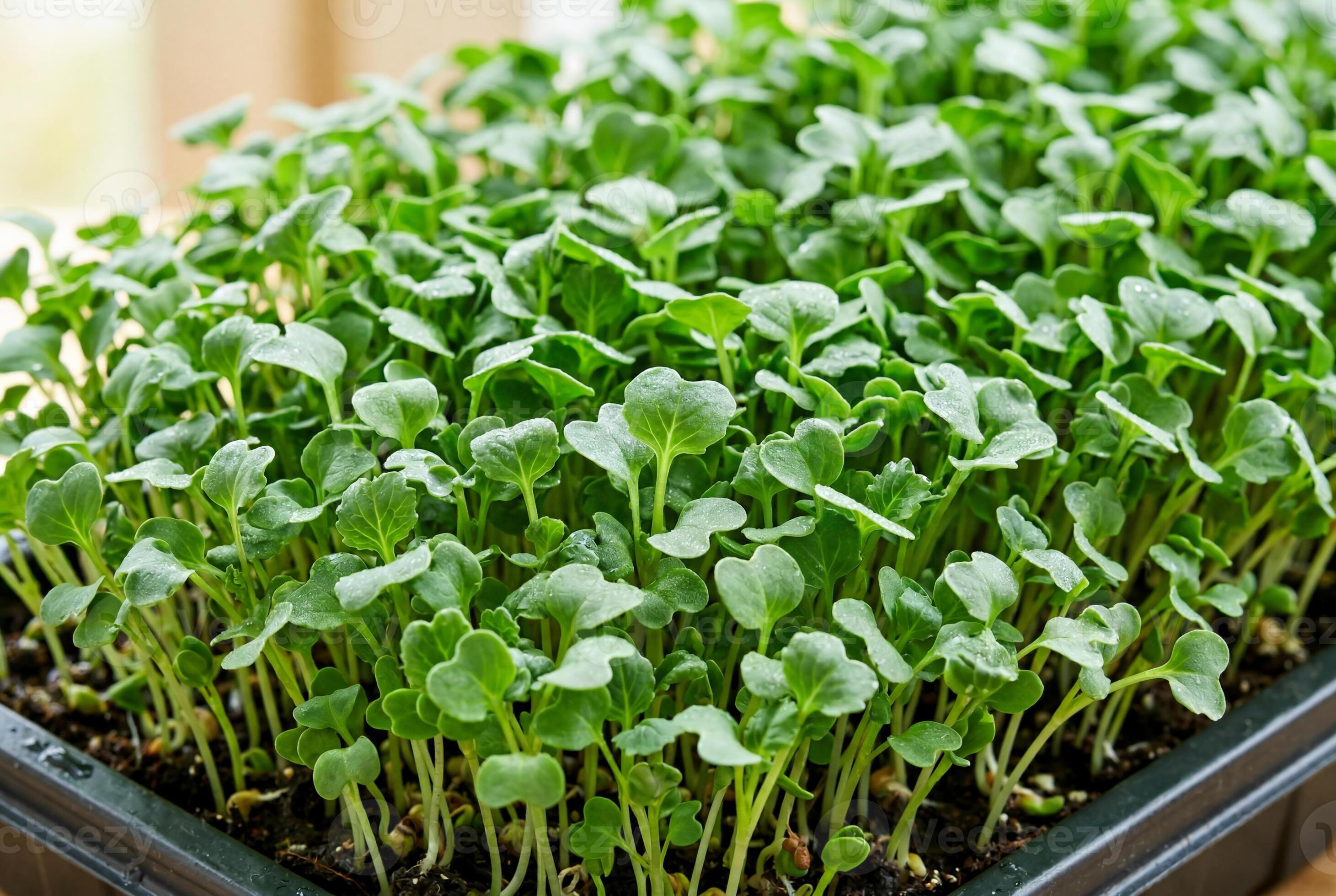 Broccoli microgreens in SPRILO indoor trays