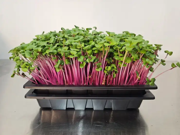 Tender China Rose microgreens with a floral garden aroma, grown in indoor trays