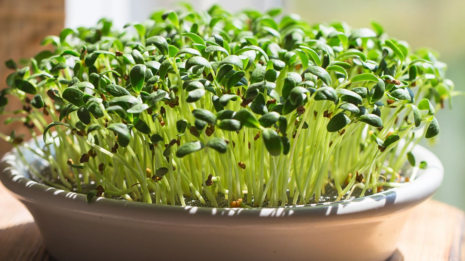 Fresh fenugreek methi microgreens harvested at SPRILO