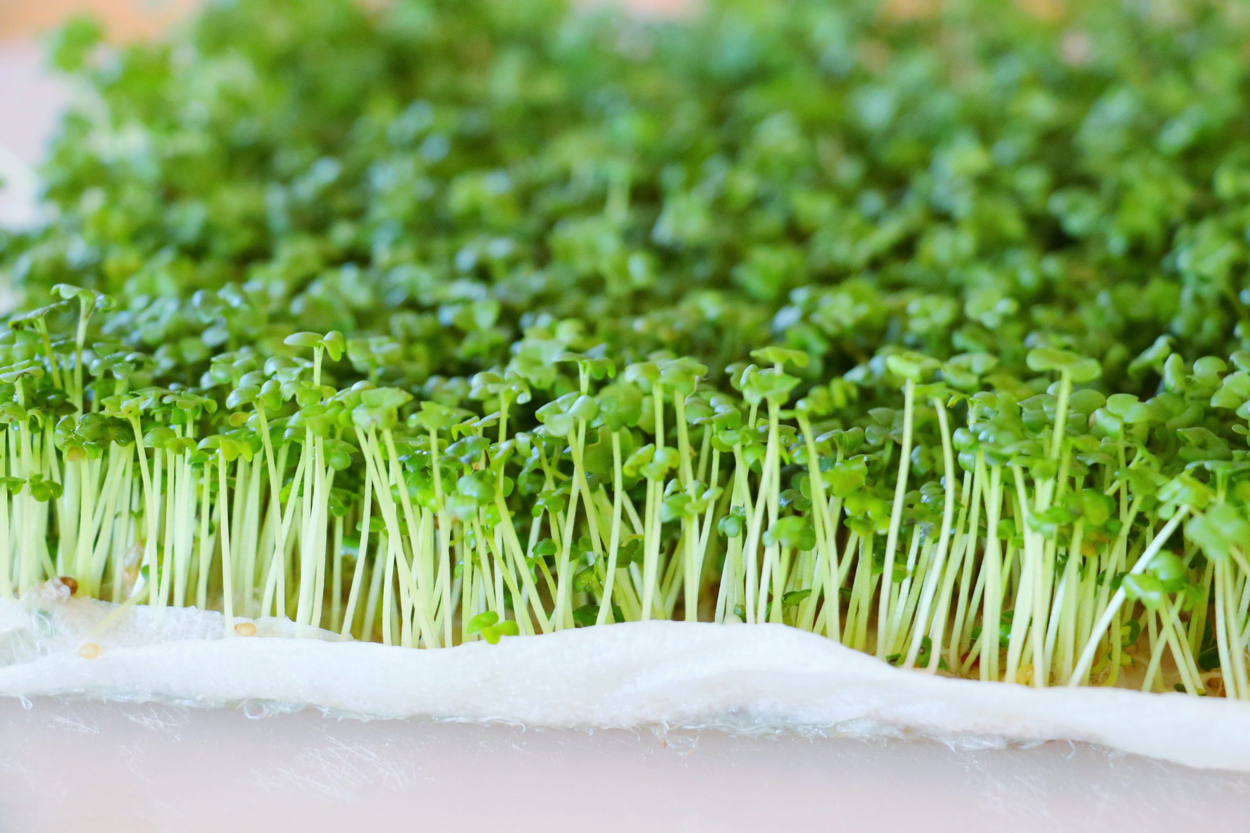 Mustard microgreens grown in SPRILO trays