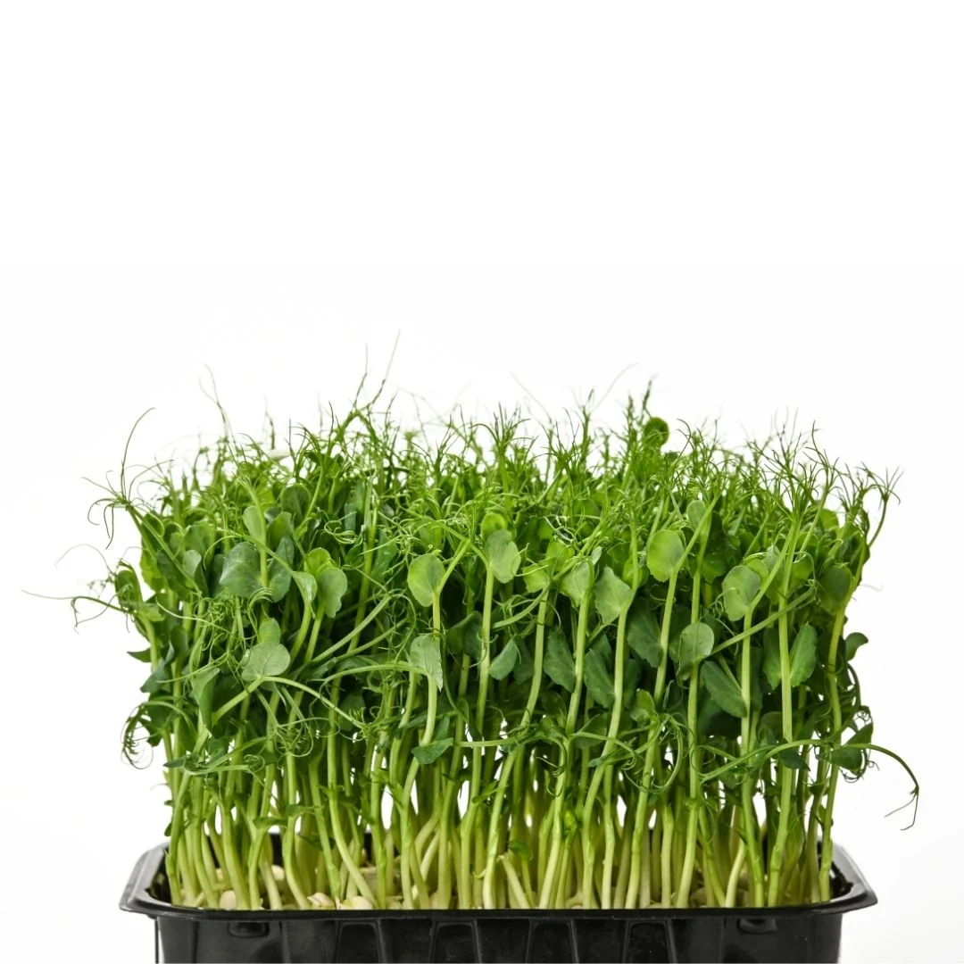 Pea shoots in a SPRILO tray