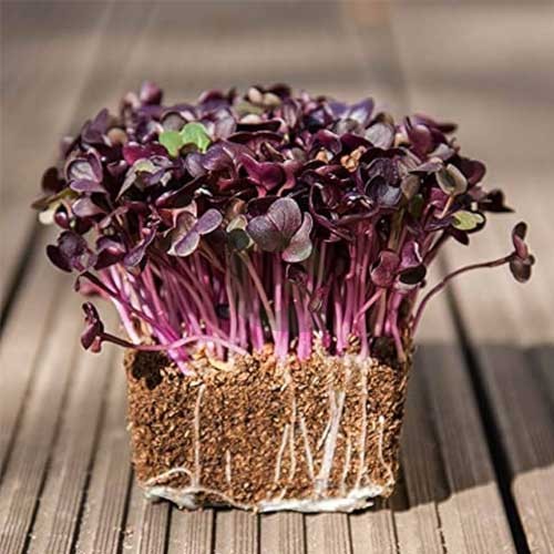 Radish microgreens in a SPRILO tray