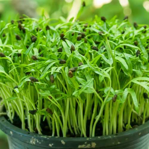 Spinach microgreens ready to refrigerate after delivery