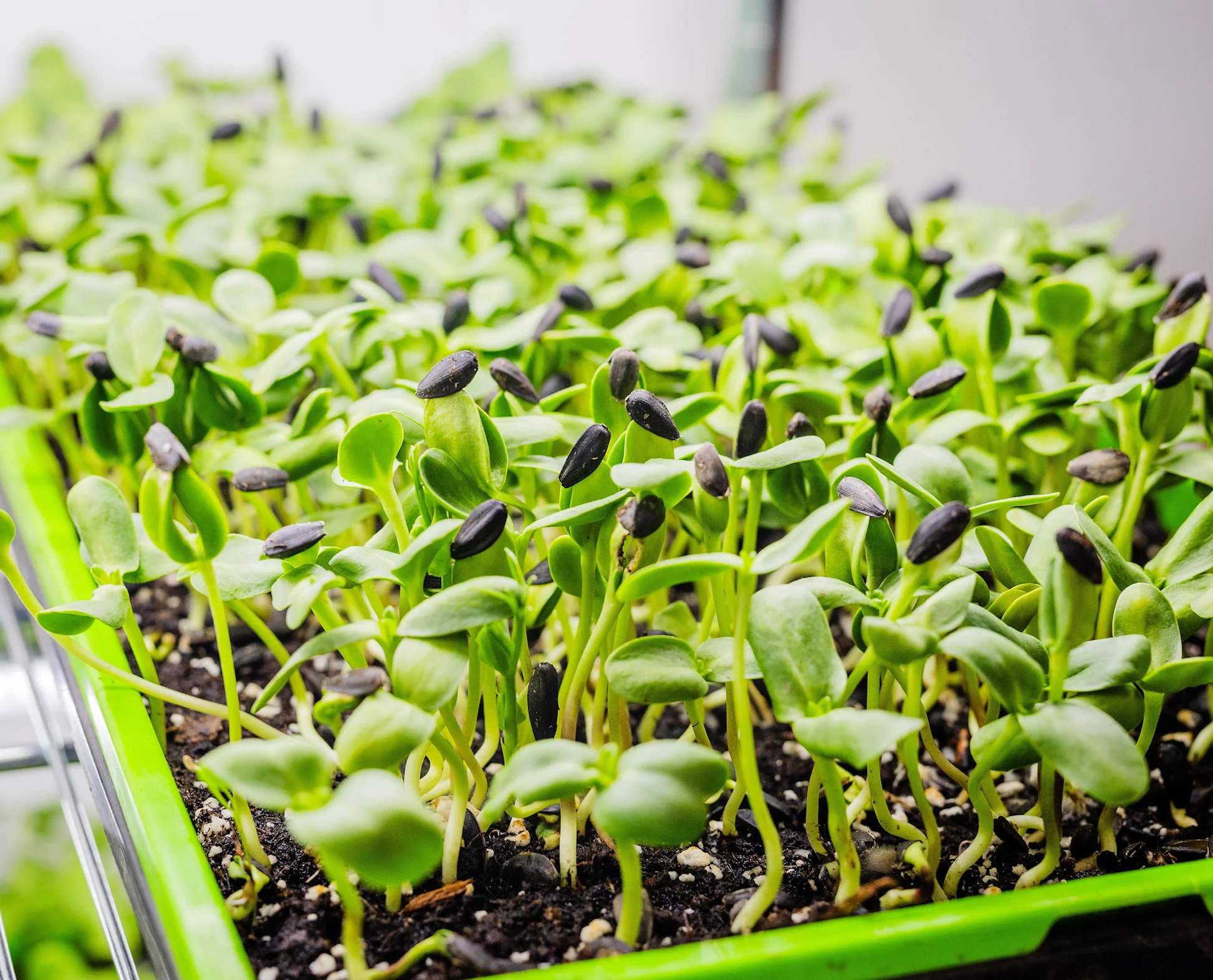 Sunflower microgreens growing in SPRILO trays