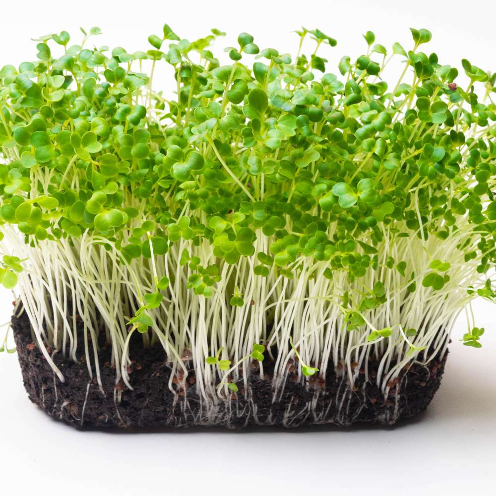 Delicate turnip microgreens with a clean peppery bite, grown in indoor trays